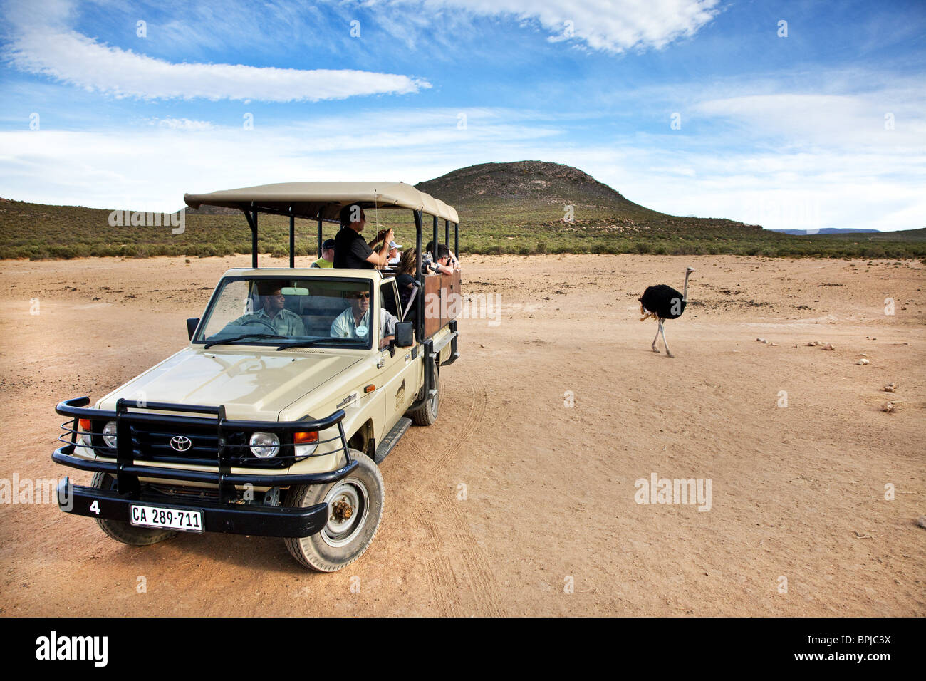 Les touristes en safari regarder une autruche, Aquila Lodge, Cape Town, Western Cape, Afrique du Sud, l'Afrique Banque D'Images