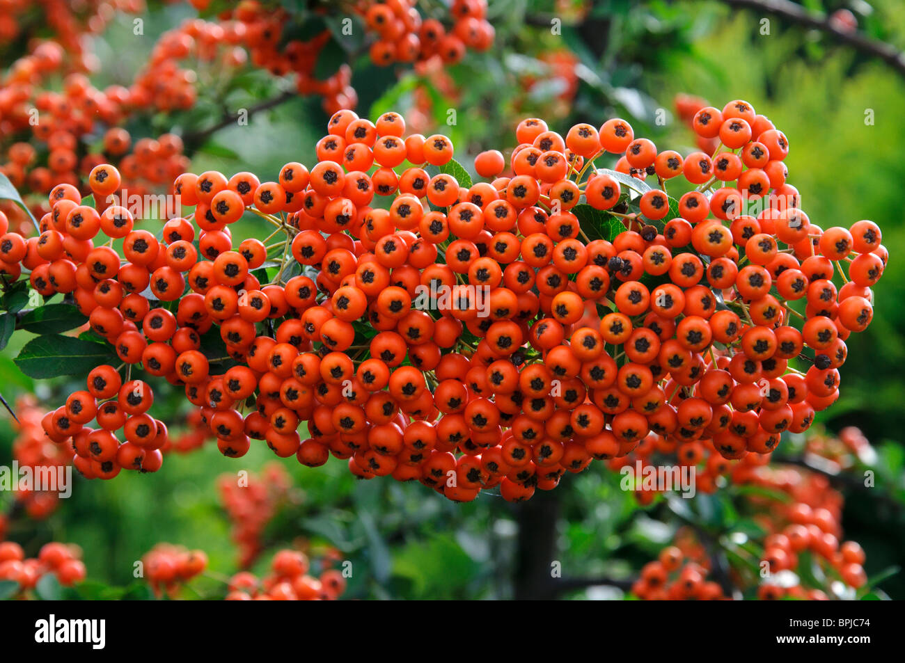 Rowan berry close up horizontal Banque D'Images