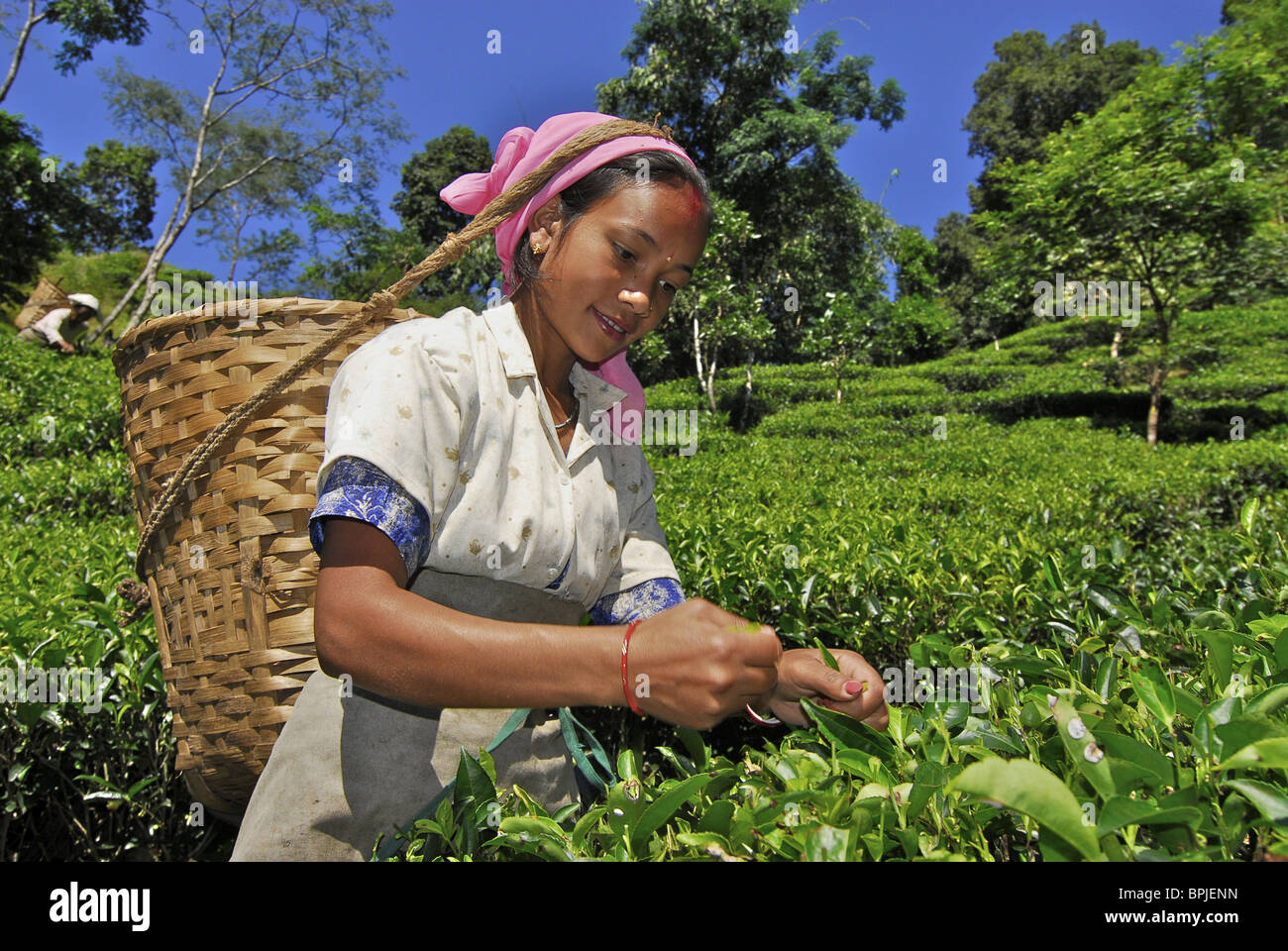 Femme plumant le thé à Darjeeling Makaibari tae, plantation, Bengale occidental, Inde, Asie Banque D'Images