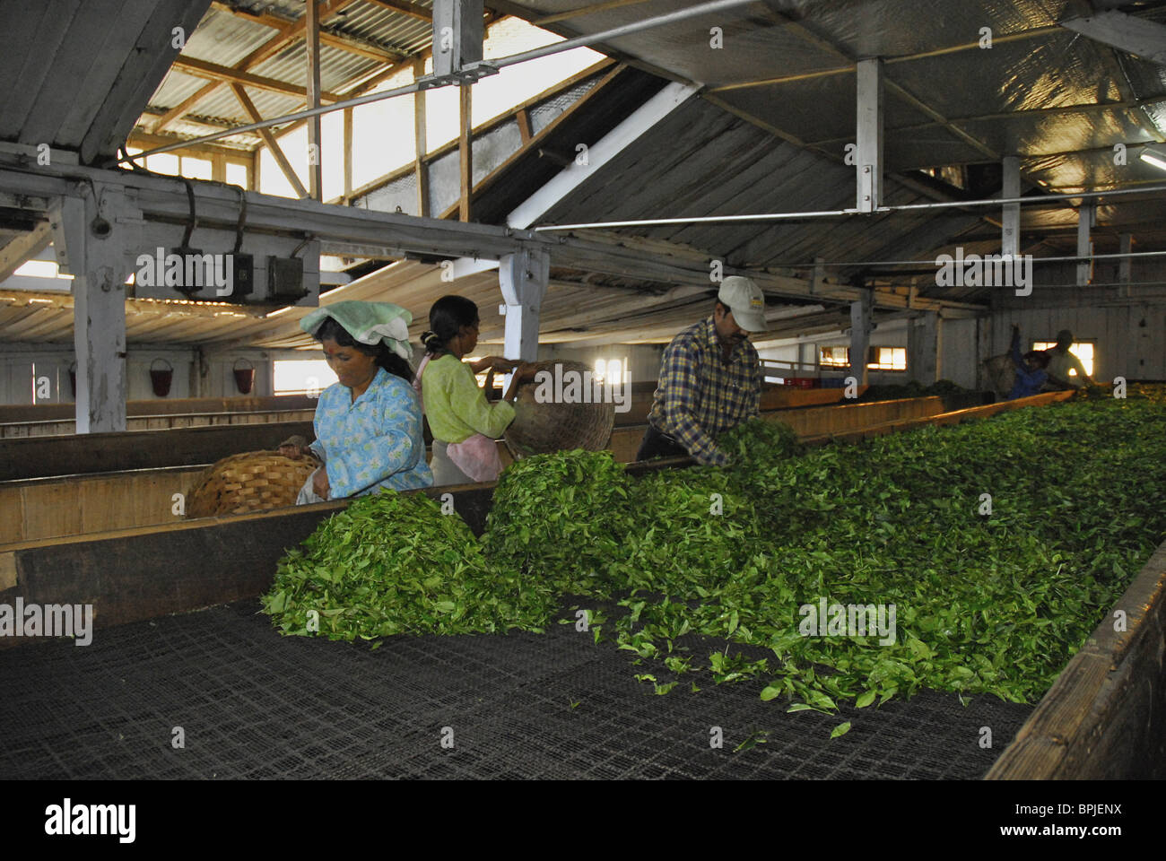Les gens répandre les feuilles de thé pour le séchage, Makaibari, plantation de thé Darjeeling, West Bengal, Inde, Asie, Asie Banque D'Images
