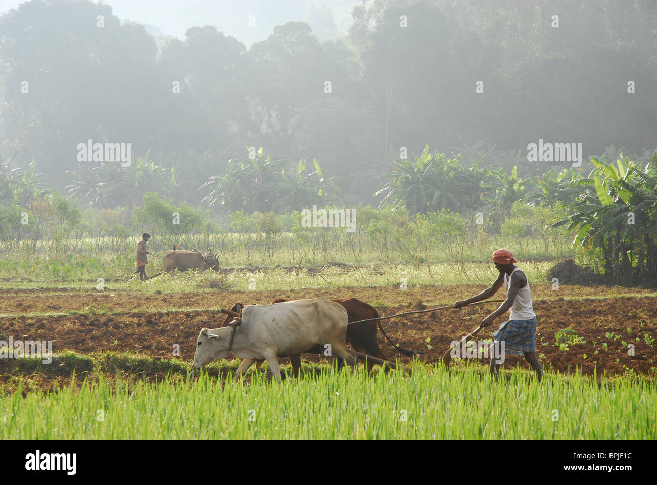 À l'aide de boeufs paysan labourer le champ, dans la région de tribu du district de Koraput dans le sud de l'Orissa, Inde, Asie Banque D'Images