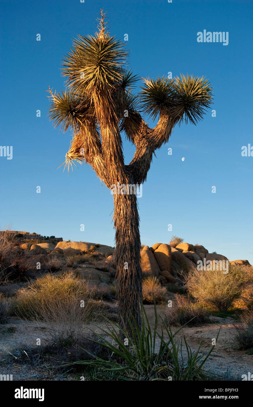 Joshua tree Yucca brevifolia dans Joshua Tree National Park, California, USA Banque D'Images