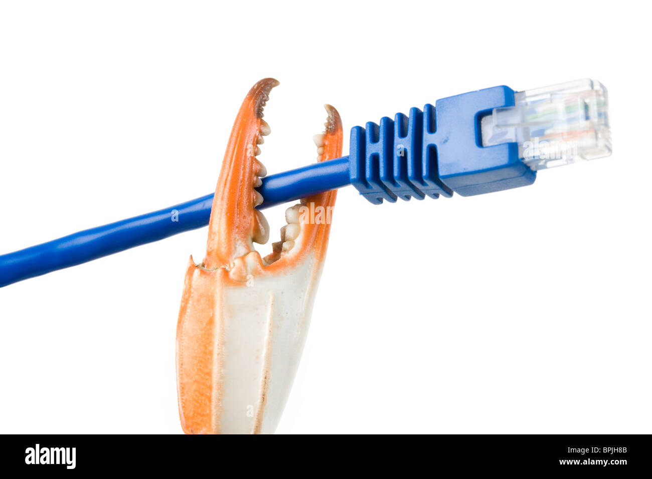 Pince de crabe et le câble réseau avec fond blanc Banque D'Images