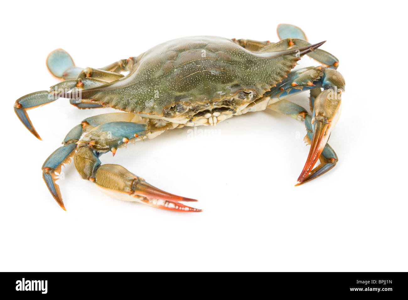 Crabe bleu avec fond blanc Banque D'Images