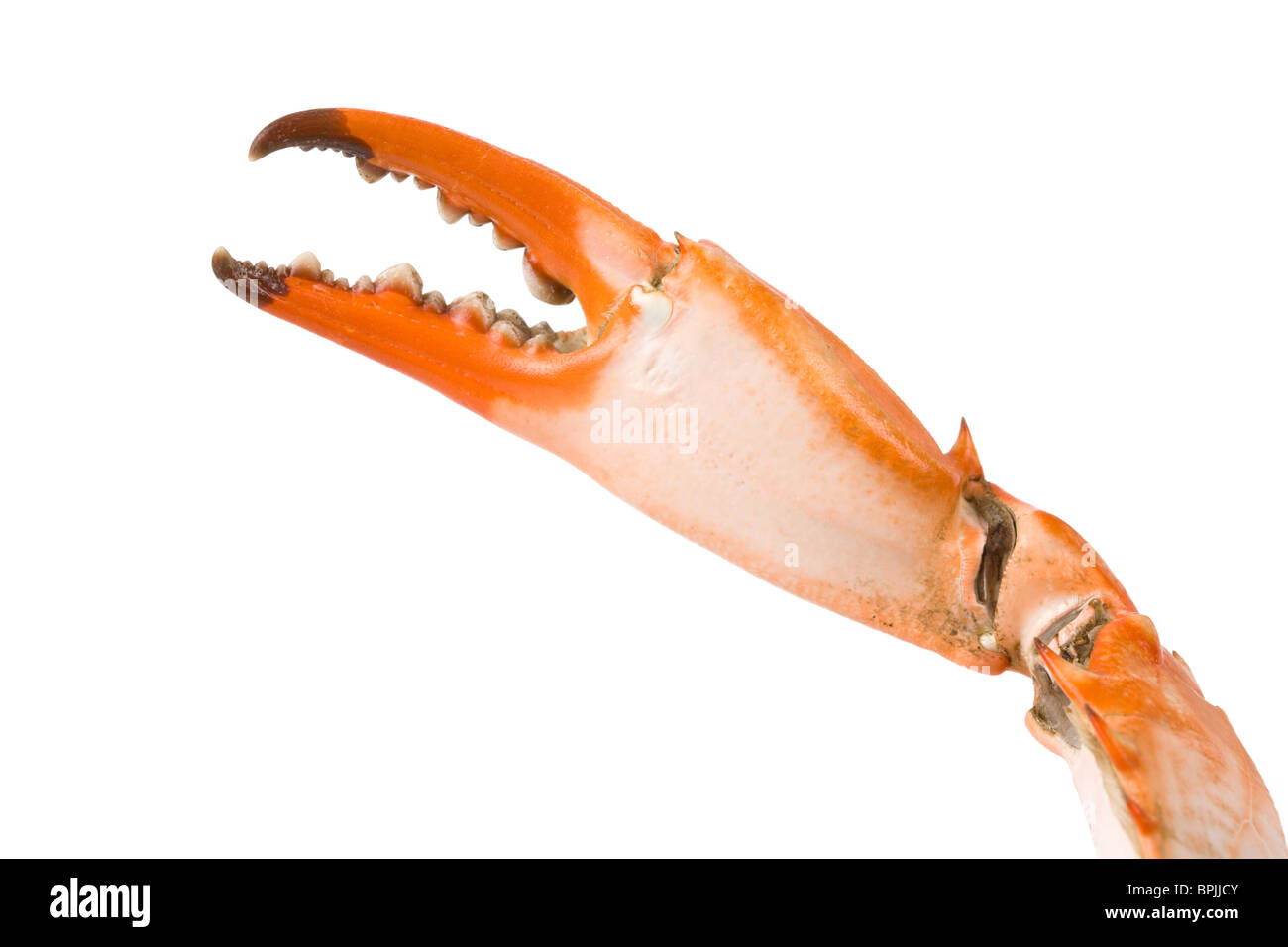 Pince de crabe avec fond blanc Banque D'Images