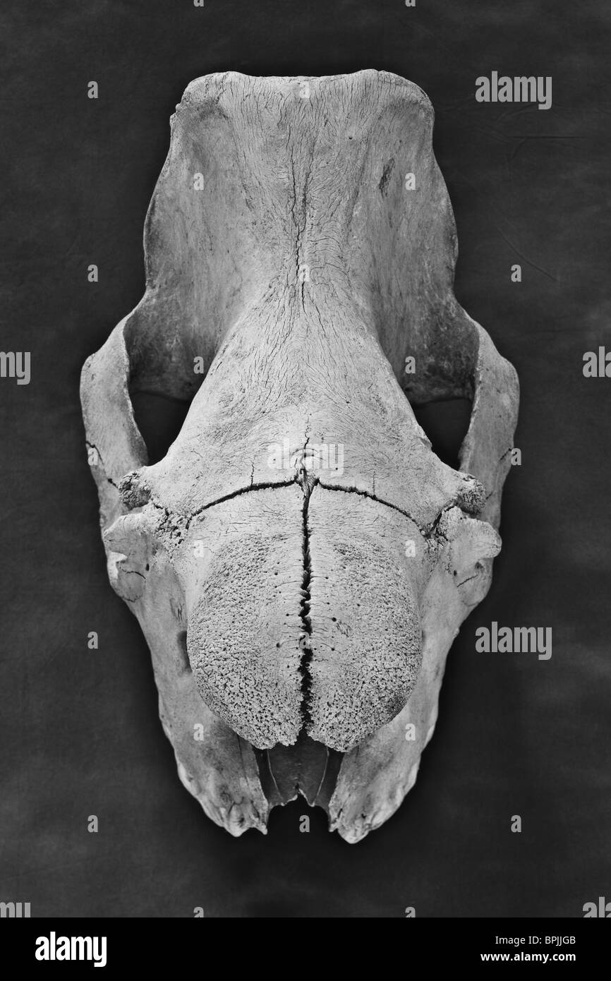 Old school science lab modèle big game crâne - la moitié supérieure du crâne de rhinocéros indien - monochrome Banque D'Images