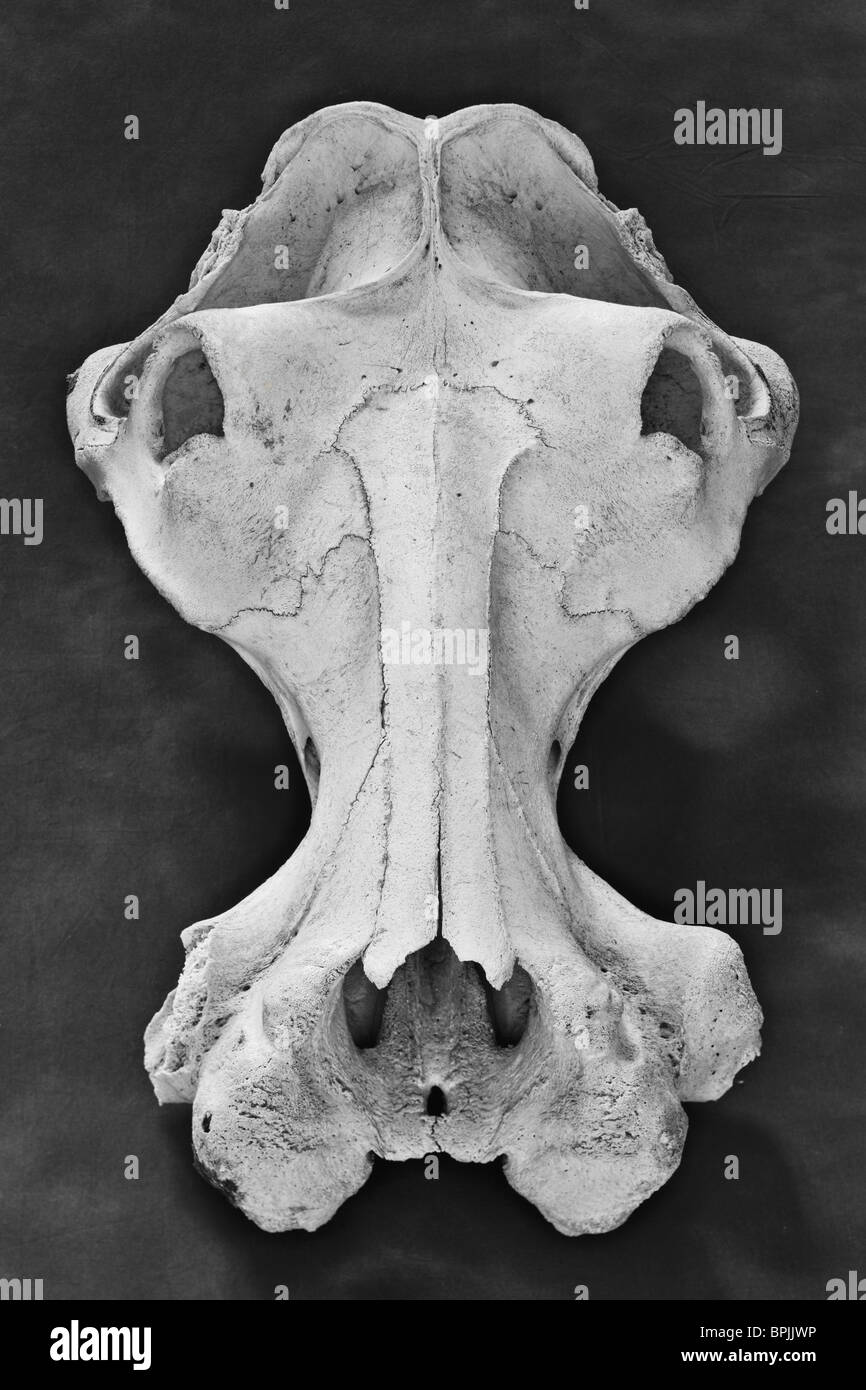 Old school science lab modèle big game - crâne d'hippopotame montrant enlongated passage de respiration, de grandes orbites des yeux Banque D'Images