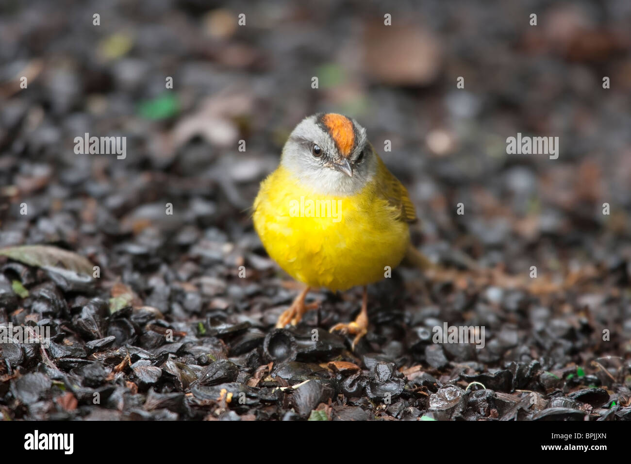 Paruline roussâtres (Basileuterus coronatus elatus) Banque D'Images