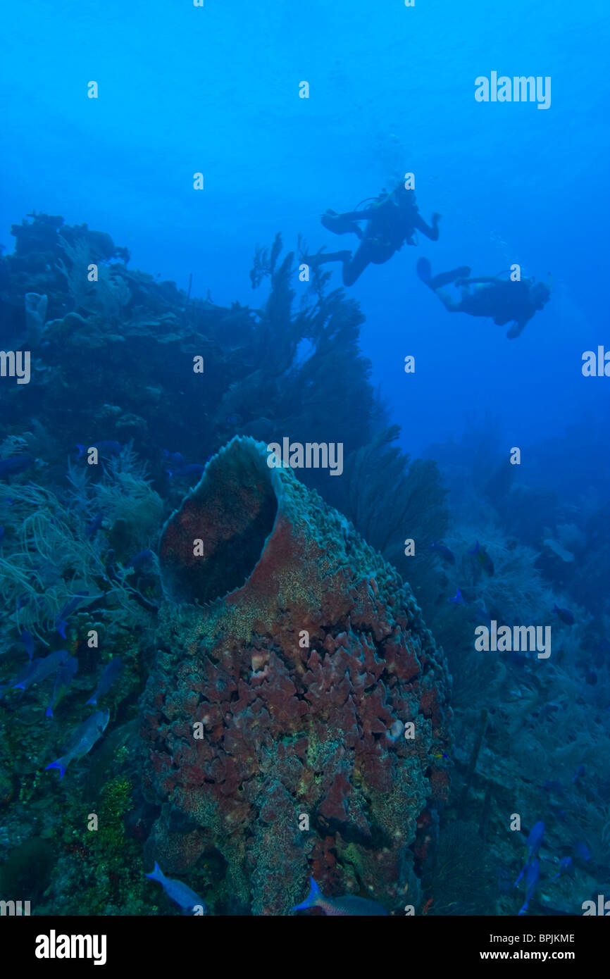 Scuba couple et éponge Baril géant (Geodia neptuni) Hol Chan Marine Préserver, Belize Barrier Reef 2e plus longue au monde Banque D'Images