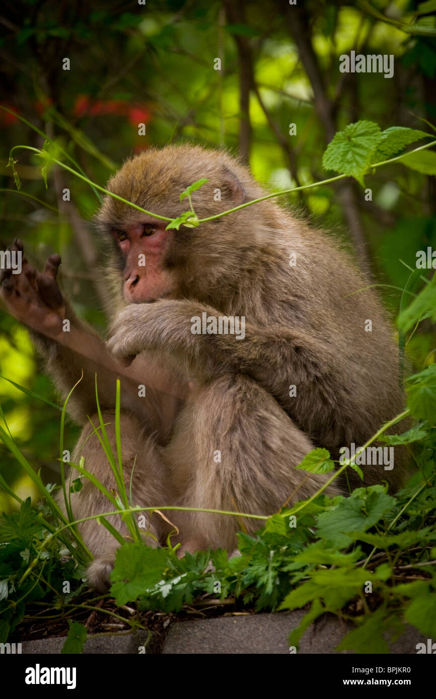 Un singe qui ressemble à c'est la prédication d'une foule. Banque D'Images