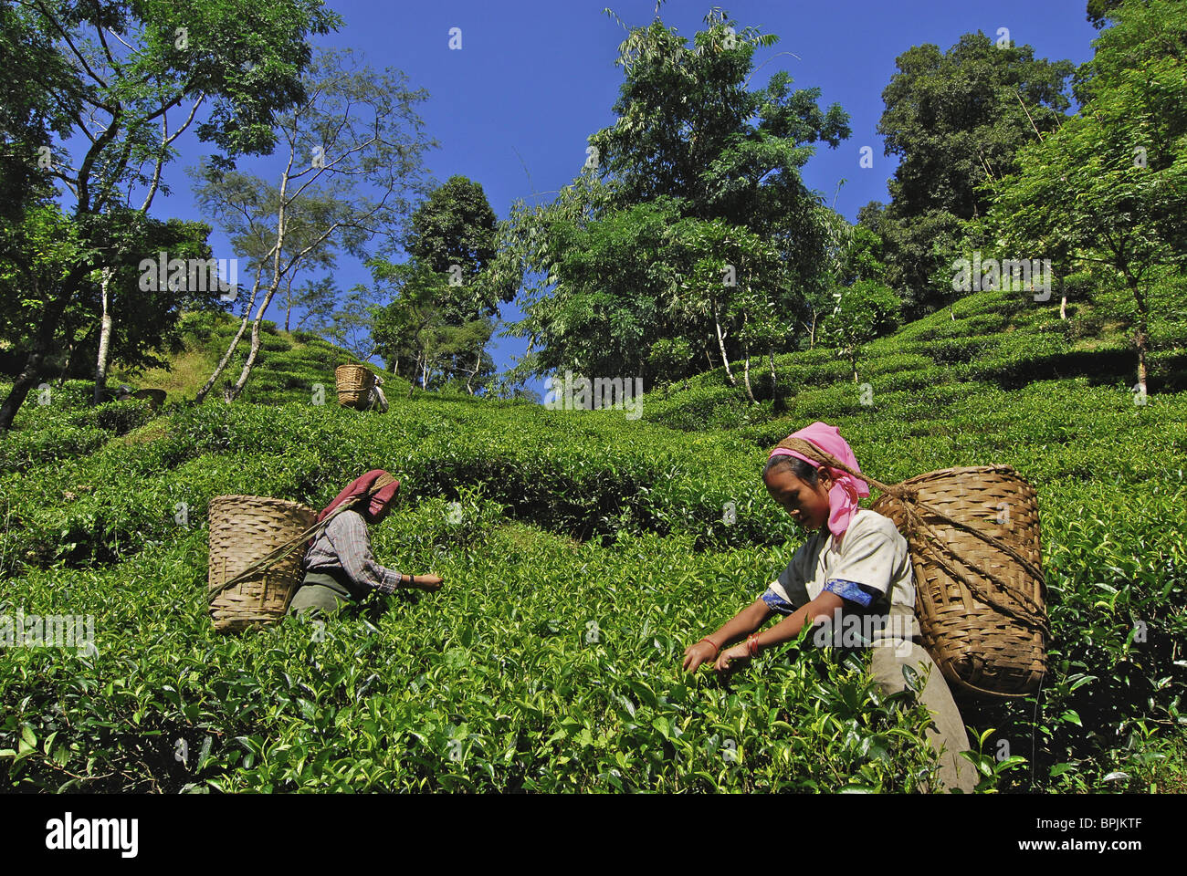 Plumer les femmes à thé Darjeeling Makaibari, plantation de thé, le Bengale occidental, en Inde, en Asie Banque D'Images