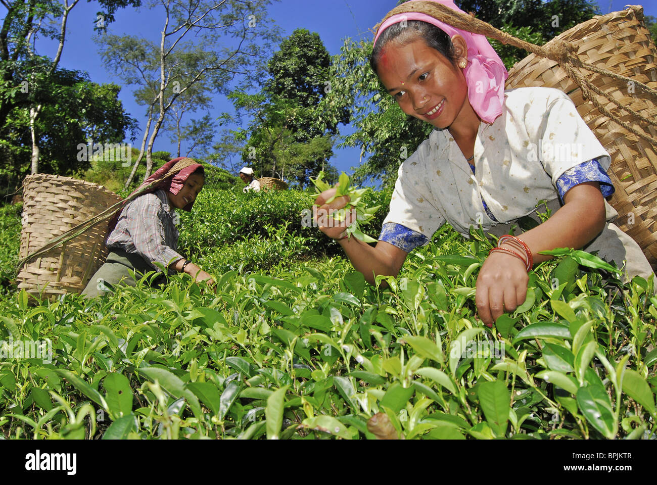 Plumer les femmes à thé Darjeeling Makaibari, plantation de thé, le Bengale occidental, en Inde, en Asie Banque D'Images