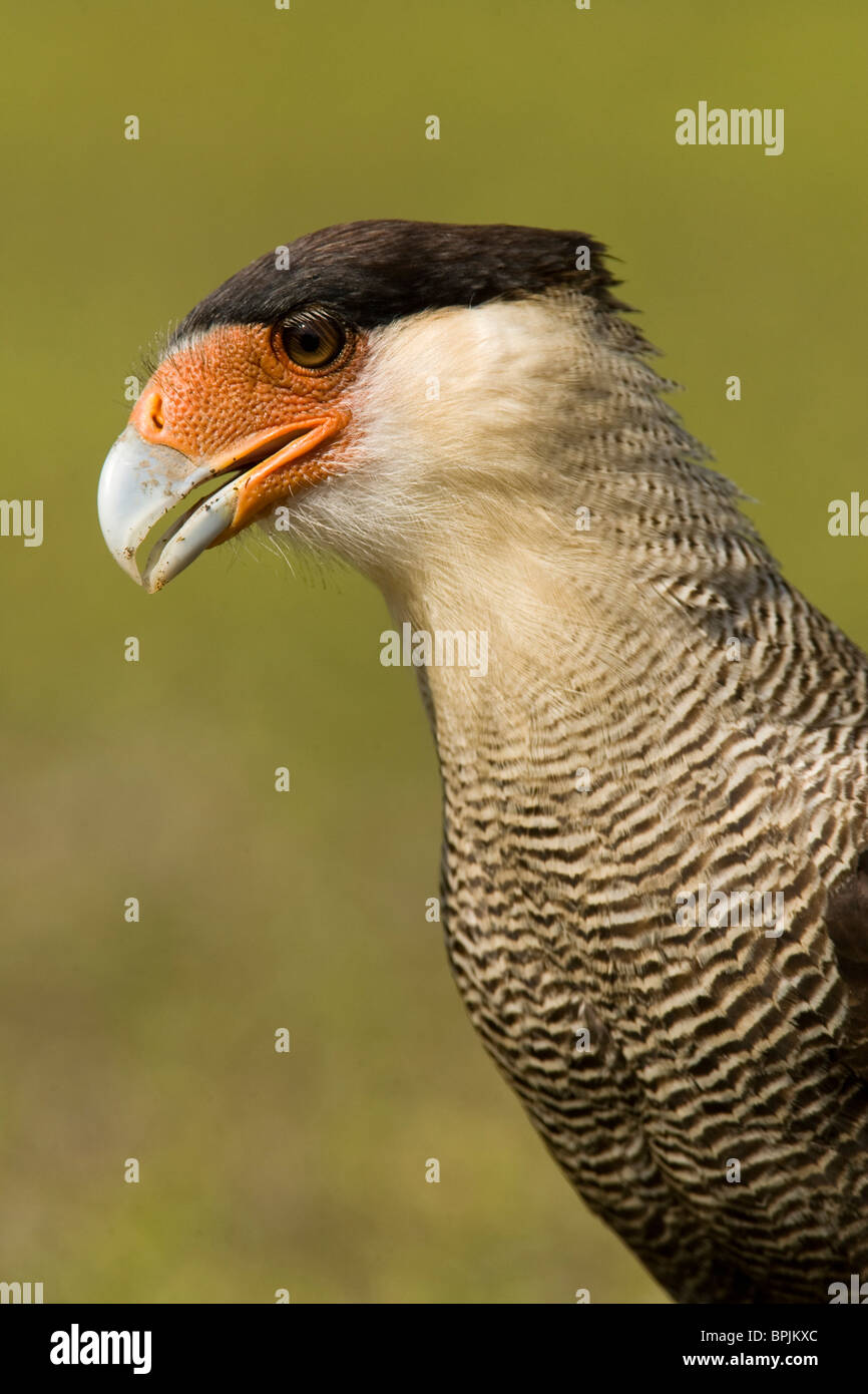 Crested Caracara Polyborus plancus,, car il cherche de la nourriture au sol. Pantanal, Brésil. Banque D'Images