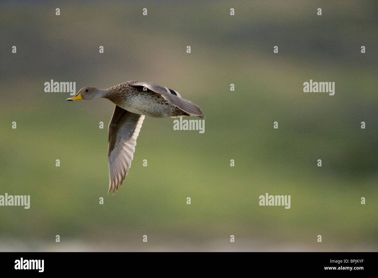 À bec jaune, Canard pilet Anas georgica, survolant les zones humides dans le Pantanal, au Brésil. Banque D'Images