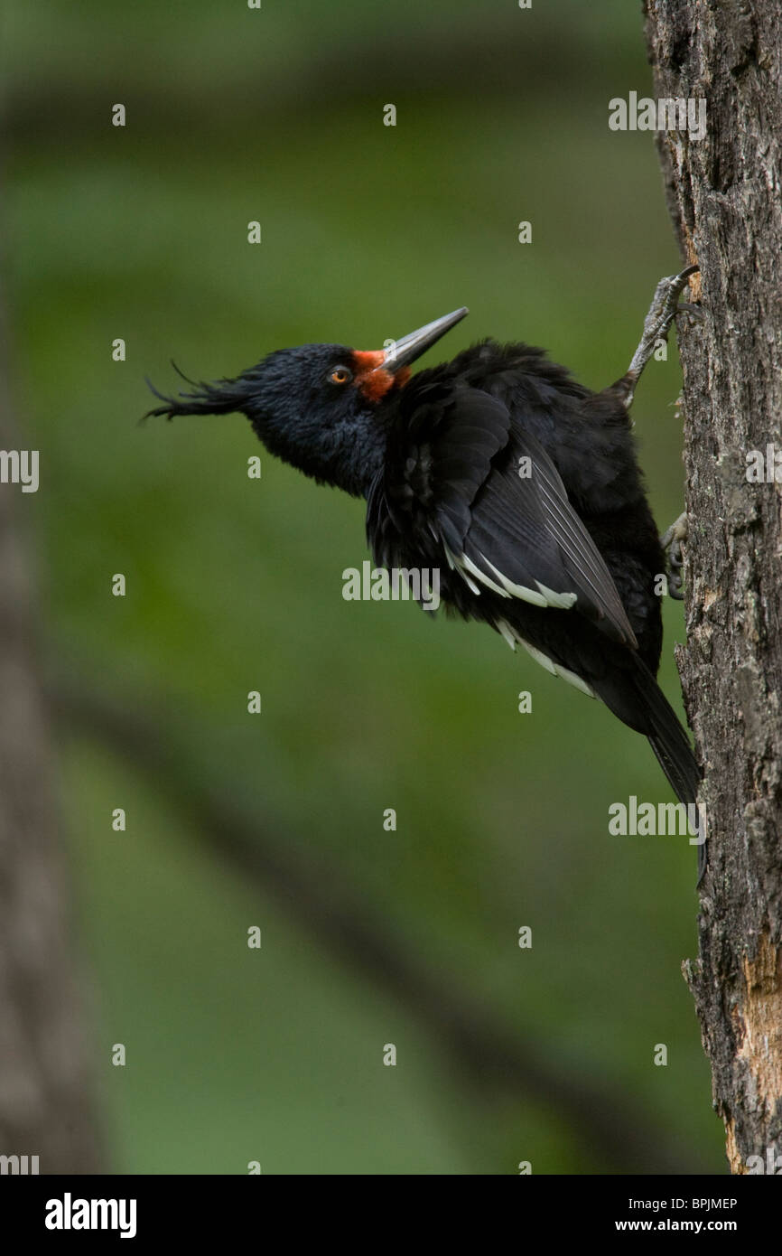 Pic de Magellan femelle accroché sur le côté d'un arbre, à la recherche d'insectes sous l'écorce des arbres. Torres del Paine, Chili. Banque D'Images