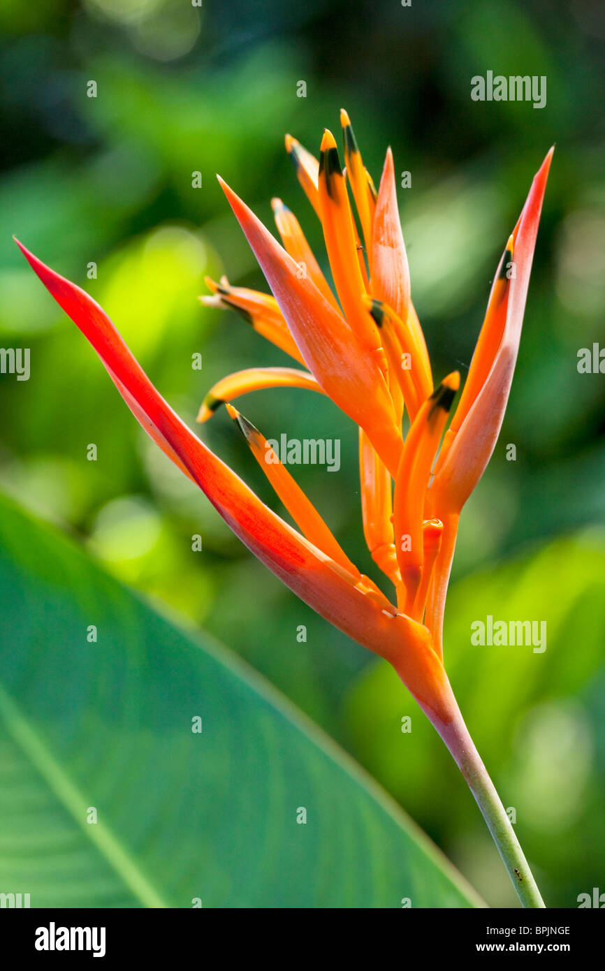 Heliconia, Hawaii Tropical Botanical Garden, Onemea, Hamakua Coast, Île  d'Hawaï Photo Stock - Alamy