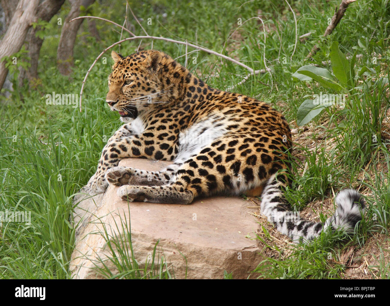 Grand mâle adulte leopard reposant sur un rocher dans le parc Banque D'Images