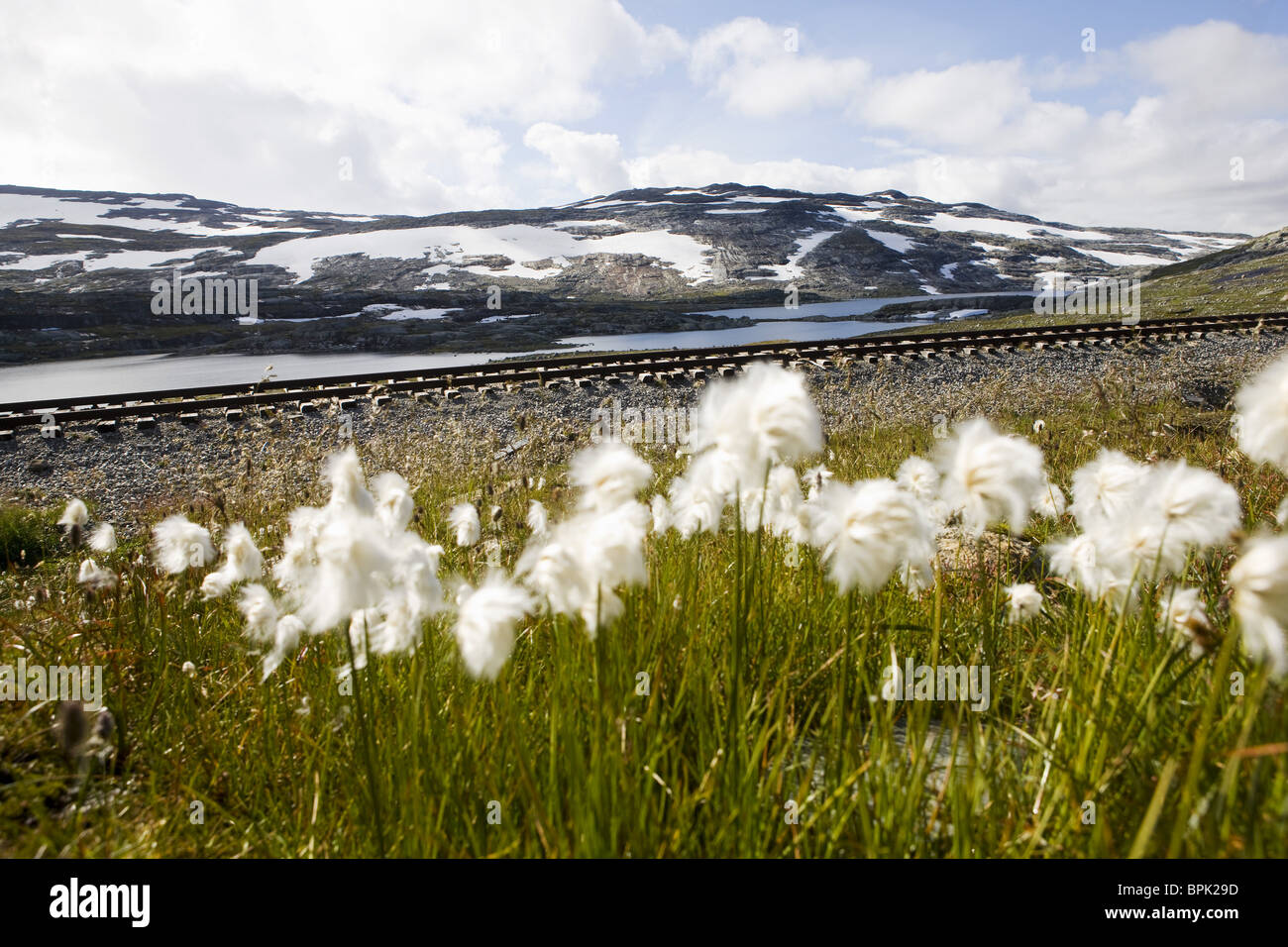 L'herbe sous le ciel assombri de coton à la fin de l'été, Rallarvegen, Hardangervidda, Hordaland, au sud de la Norvège, Scandinavie, Europe Banque D'Images