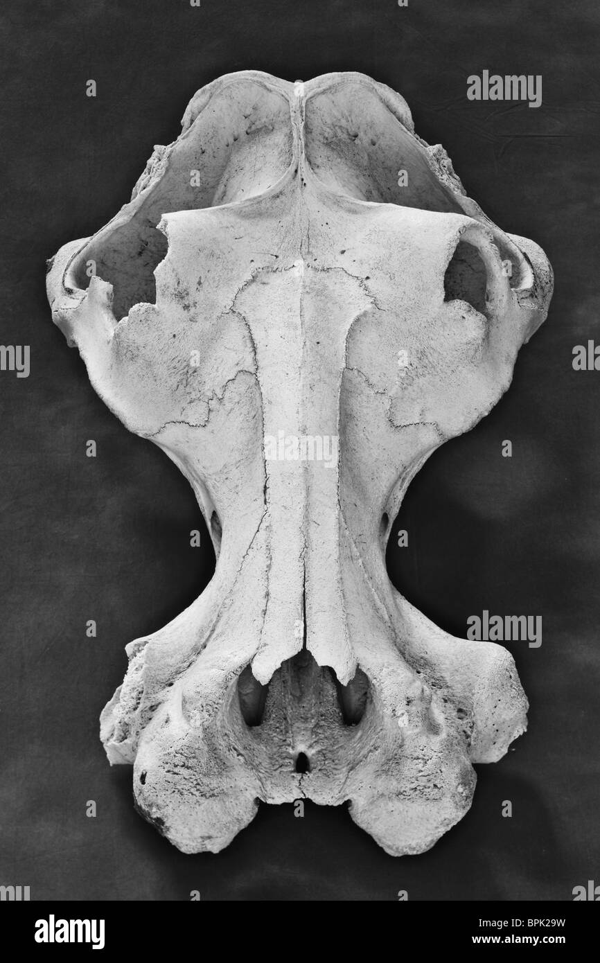 Old school science lab modèle big game - crâne d'hippopotame montrant enlongated passage de respiration, de grandes orbites oculaires - mono Banque D'Images