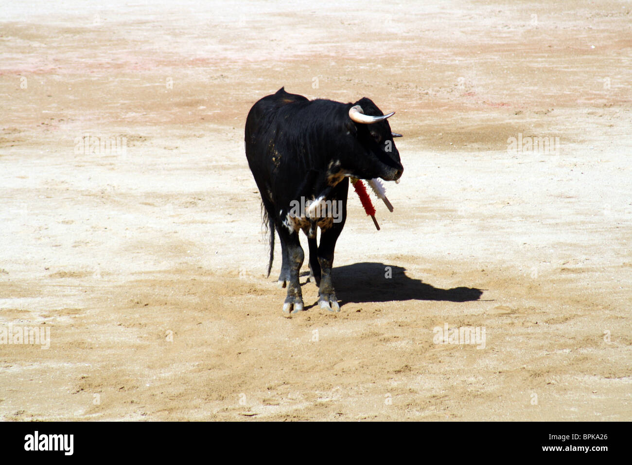 Bull dans une corrida à Pampelune durant les Sanfermines de 2009. Banque D'Images