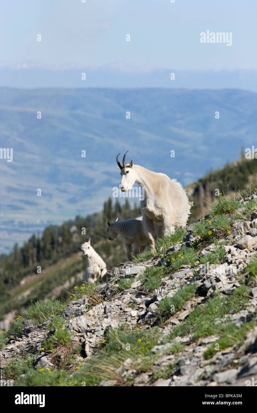 Groupe familial de trois chèvres des montagnes rocheuses sauvages sur ...