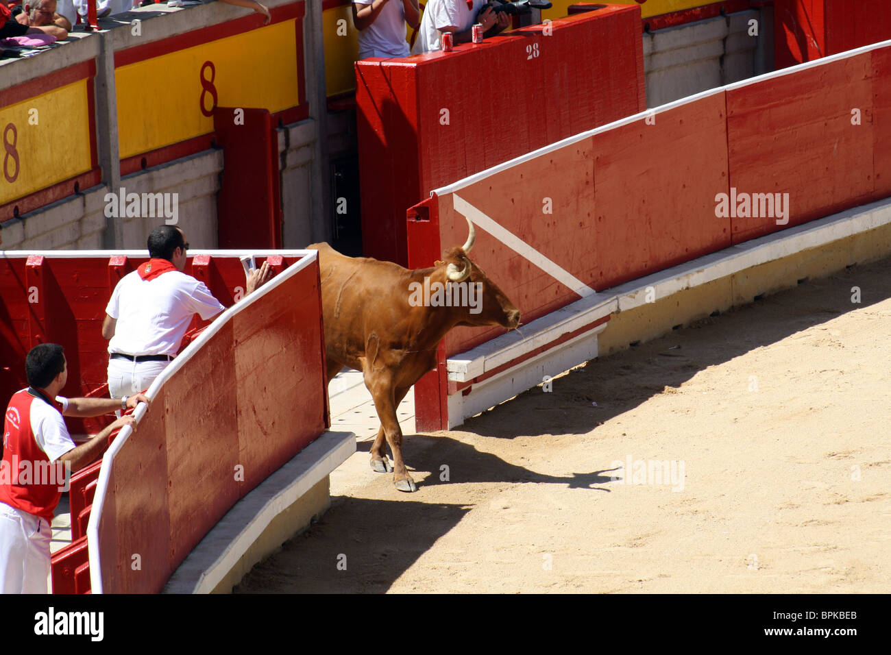 Génisse dangereuses à Pampelune durant les Sanfermines de 2009. Banque D'Images