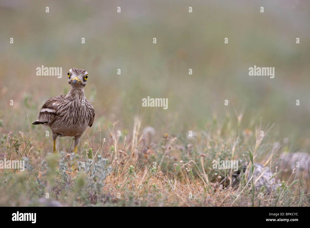 Dikkops Stone-Curlew eurasien, ou épais-genoux /Burhinus bistriatus/, Bulgarie Banque D'Images