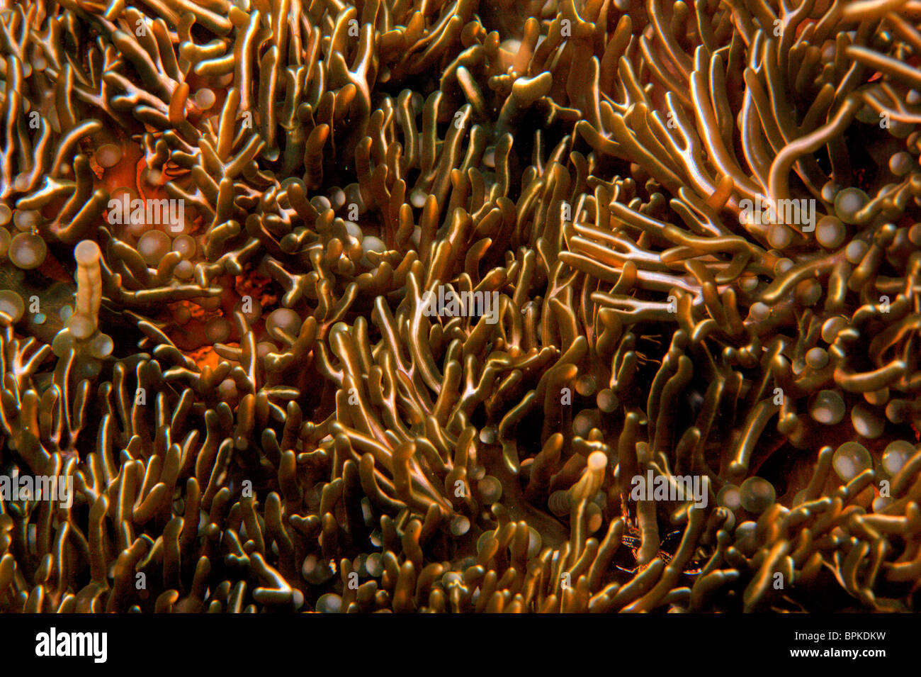 Anémone de ramification dans des crevasses sur les récifs coralliens Banque D'Images