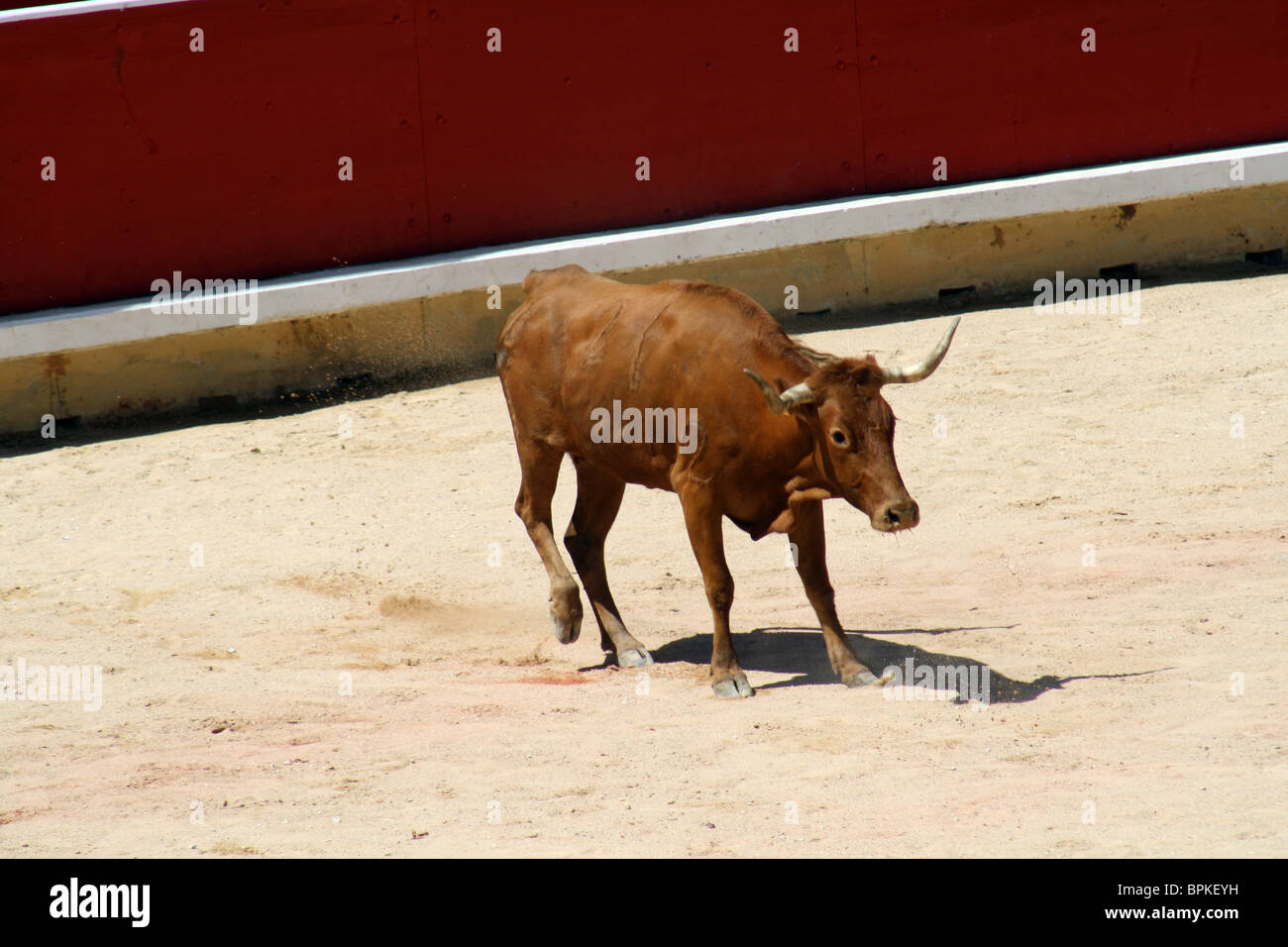 Heifer quoit dans les arènes de Pampelune durant les Sanfermines de 2009, Navarre, Espagne. Banque D'Images