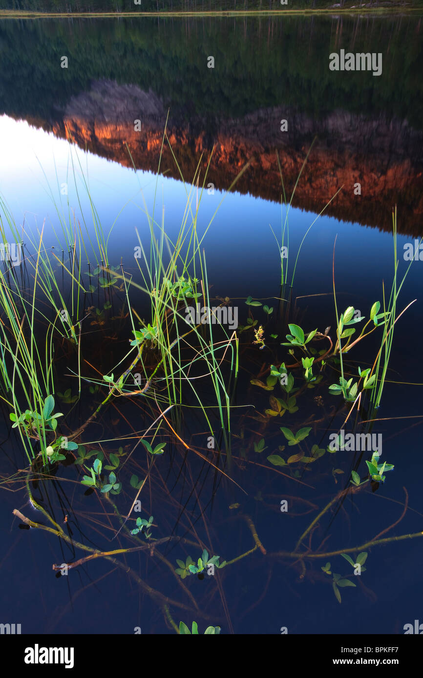 Plantes de l'eau au bord de l'Andersnattjern. Le Andersnatten la montagne se reflète dans le lac. À partir de la Norvège, Eggedal. Banque D'Images