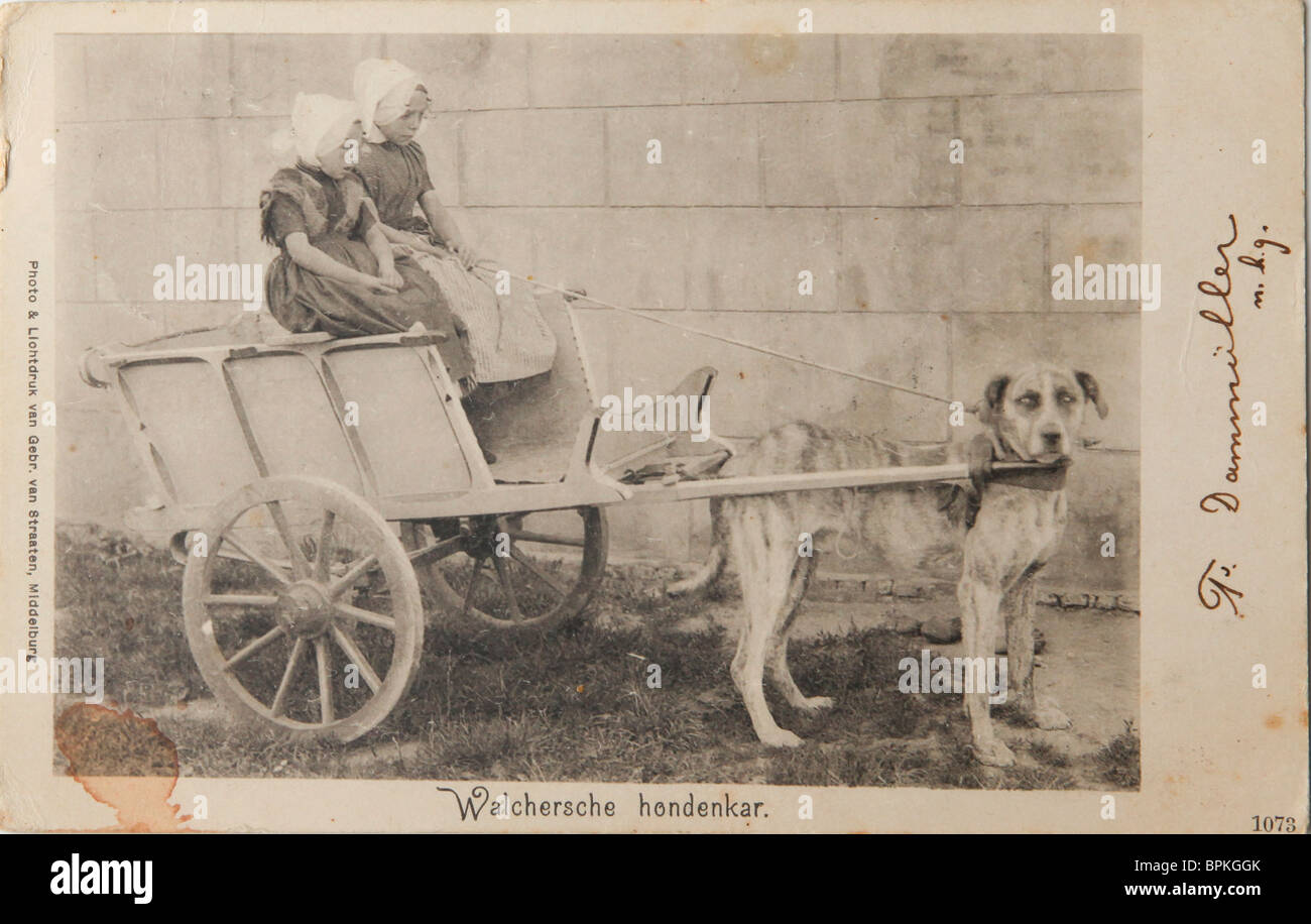 Enfants sur chariot tiré par skinny dog sur vintage carte postale de 1904 Banque D'Images