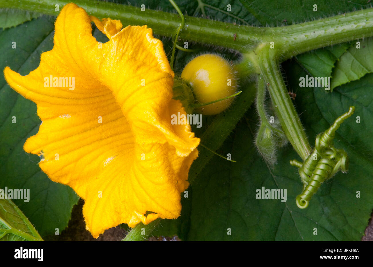 Les jeunes de plus en plus sur la citrouille avec de la vigne et de fleurs complètement ouvertes. Variété Quintal Banque D'Images