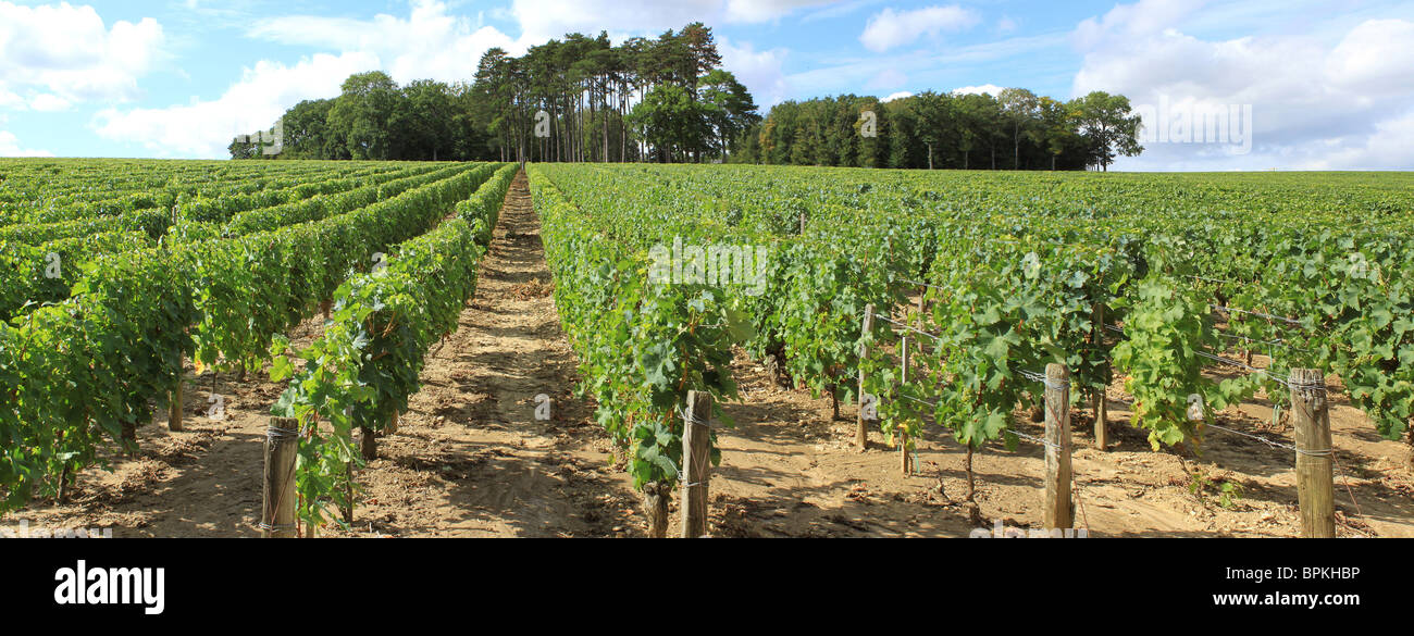 Photographie panoramique de la vigne du Pouilly-sur-Loire avant le vintage Banque D'Images