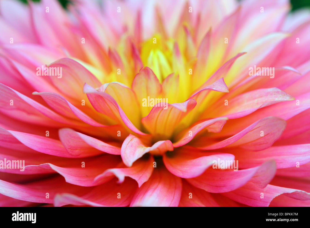Dahlia rose flower close up Banque D'Images