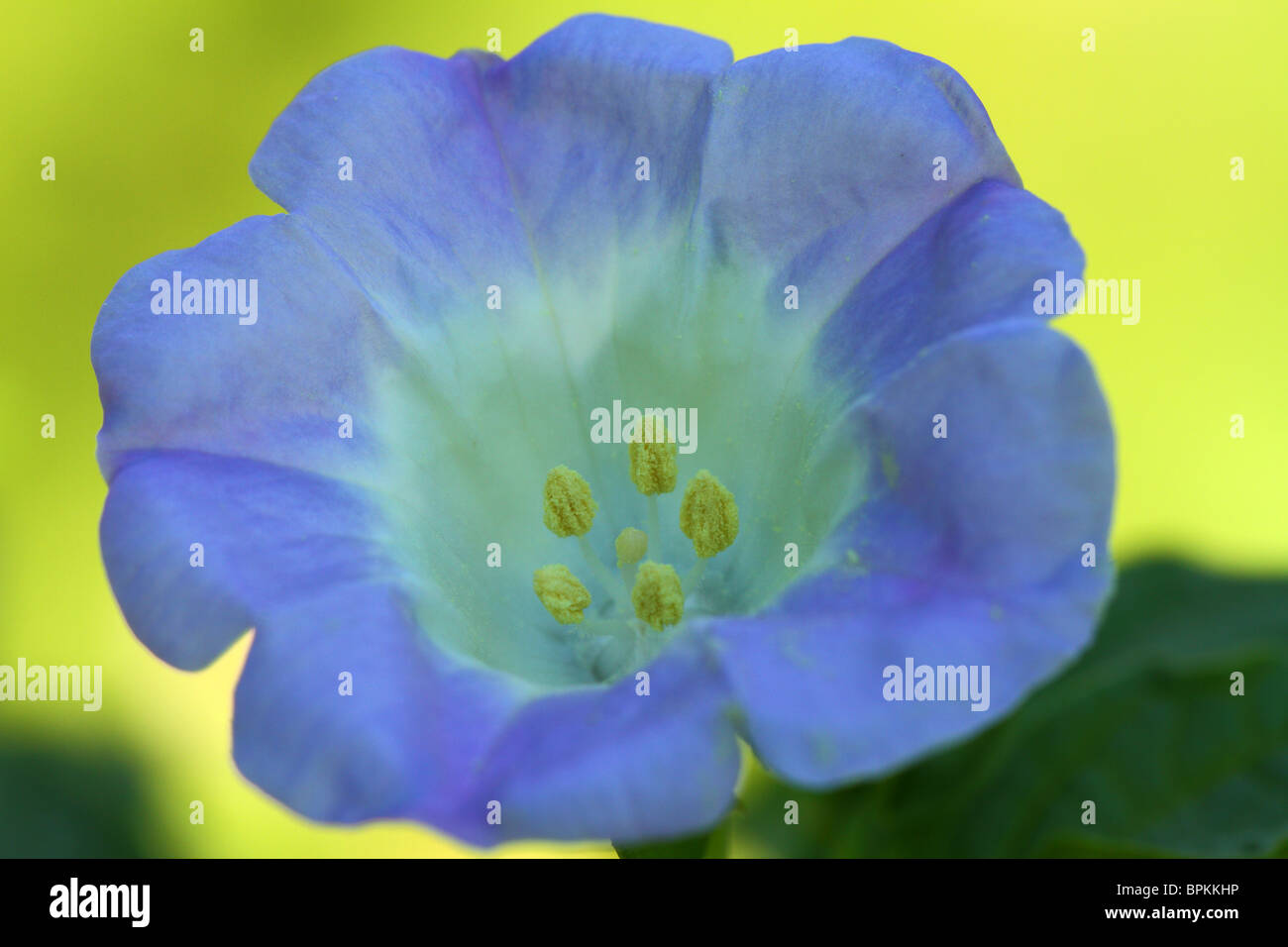 Shoo Fly fleur Plante Nicandra physalodes close up Banque D'Images