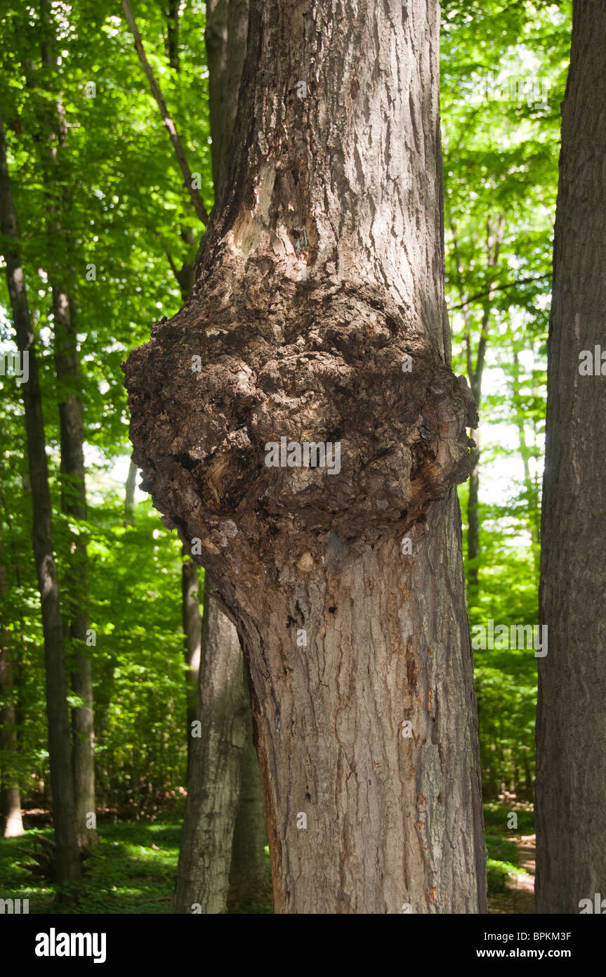 Tronc arbre malade. Banque D'Images