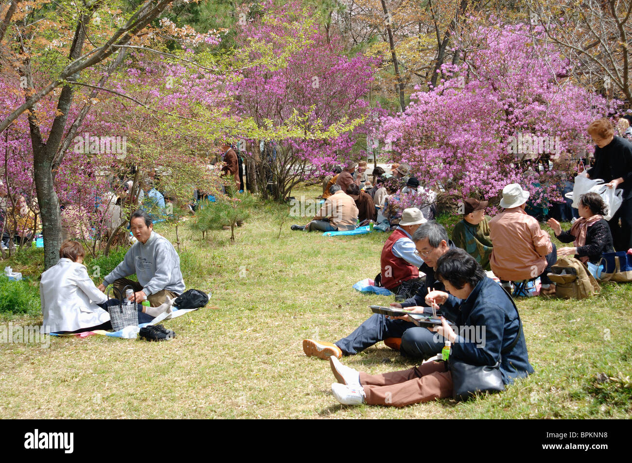 Ninnaji Temple Gardens, Kyoto, Japon Foire de Printemps Banque D'Images