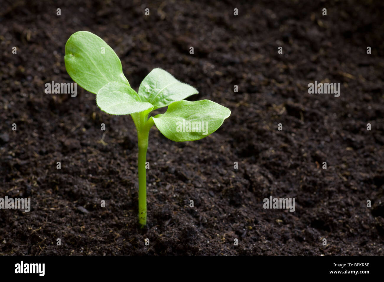 Les nouveaux semis provenant du sol. Profondeur de champ avec l'espace pour copier. Banque D'Images
