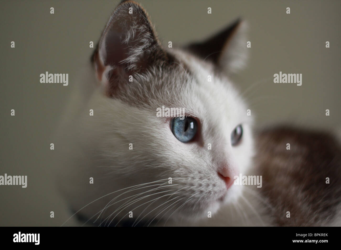 Un gros plan de la face d'un chat avec de grands yeux bleus. Banque D'Images