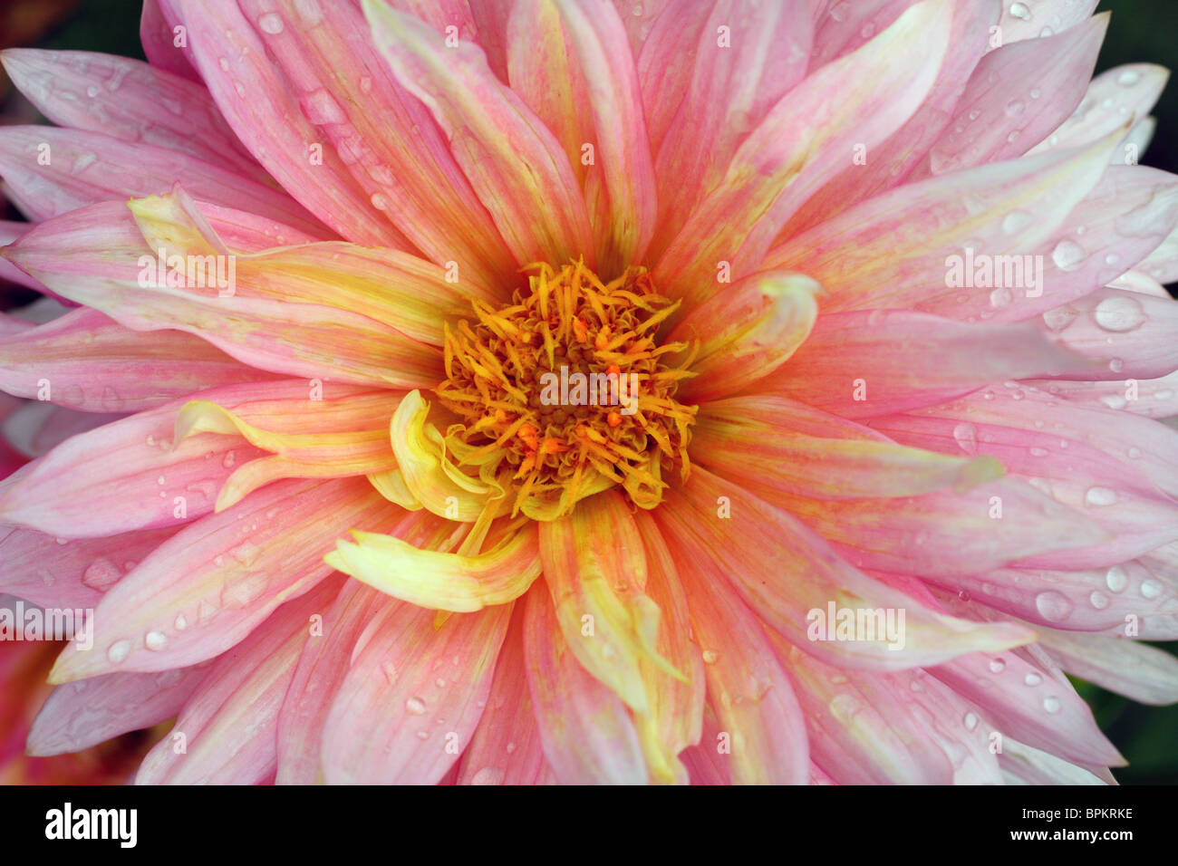Dahlia rose flower close up Banque D'Images
