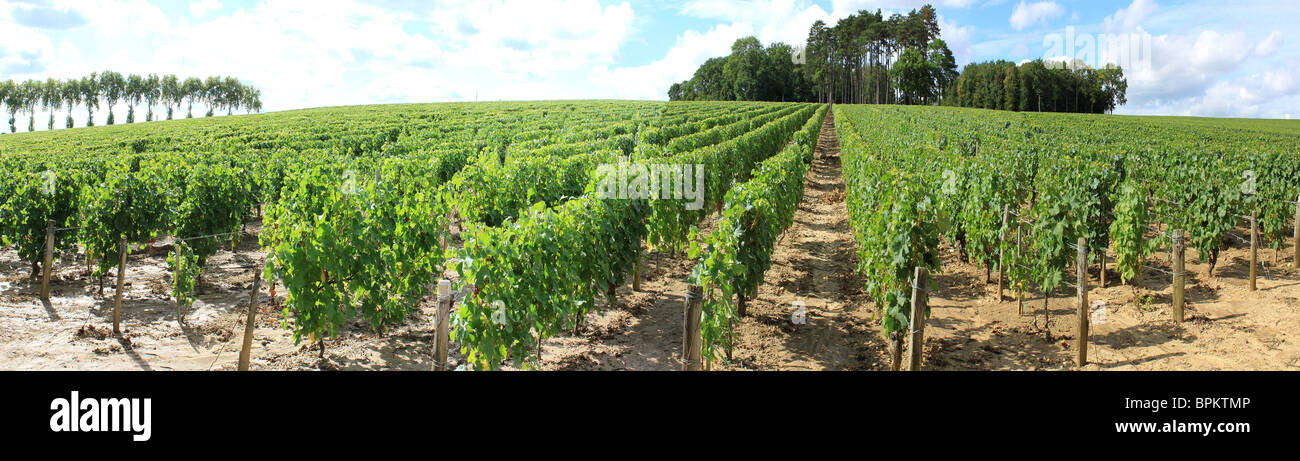 Photographie panoramique de la vigne du Pouilly-sur-Loire avant le vintage Banque D'Images