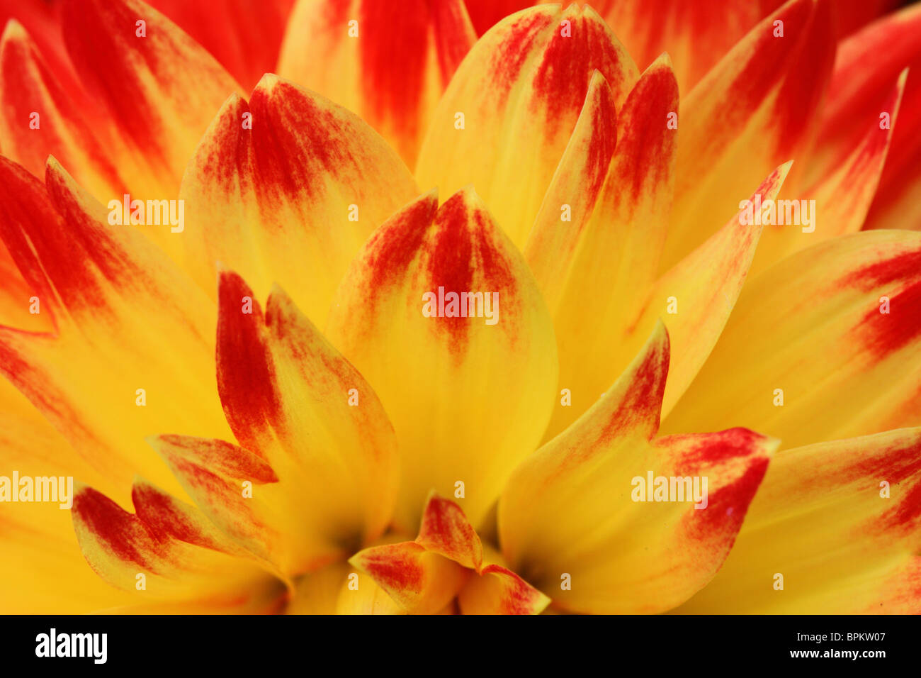 Dahlia rouge jaune pétales close up Banque D'Images