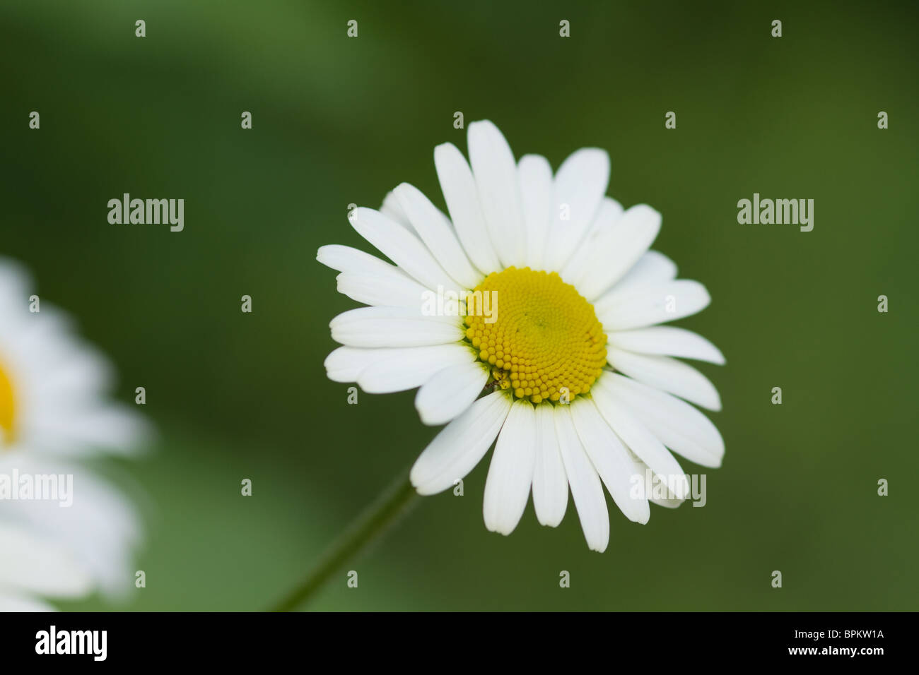 Marguerite blanche fleur sur fond vert Banque D'Images