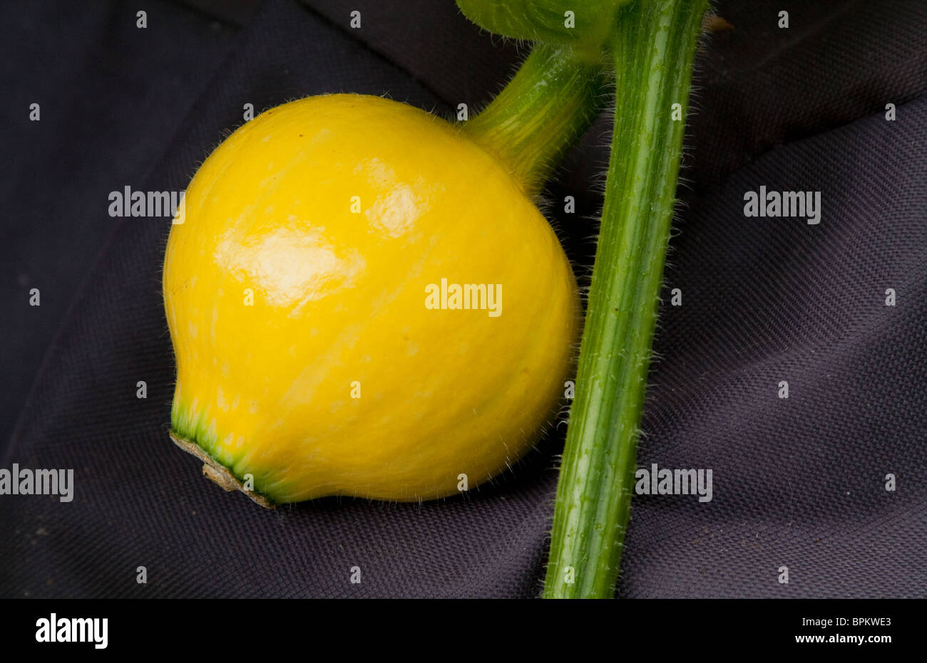 2 petite semaine pumpkin reposant sur une feuille de fibre pour prévenir la pourriture d'endommager Banque D'Images