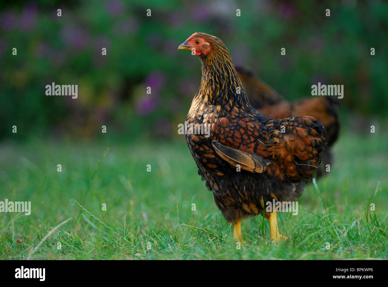 Une femelle gold laced wyandotte Bantam (poules) Banque D'Images