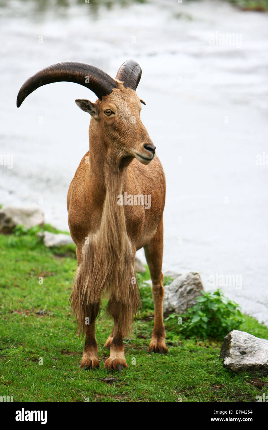 Mouflon - Ammotragus lervia - Aoudad Banque D'Images