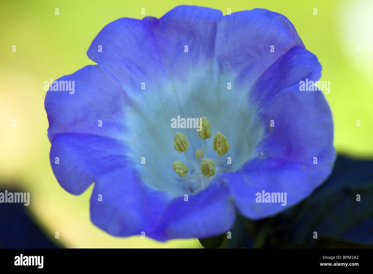 Shoo Fly fleur Plante Nicandra physalodes close up Banque D'Images