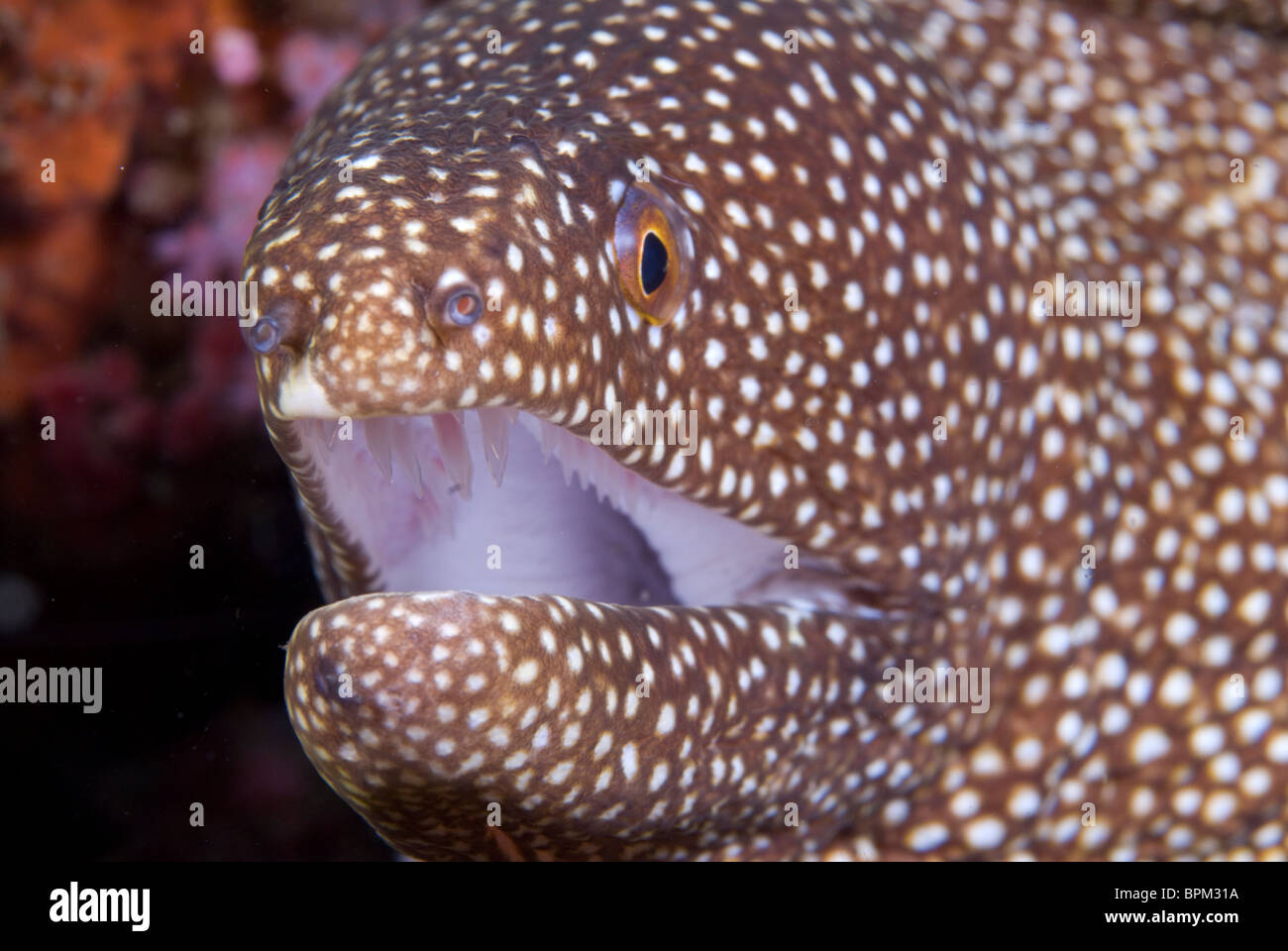 Rivière Whitemouth, murène Gymnothorax meleagris, Puetro Galera, Philippines, l'océan Pacifique. Banque D'Images