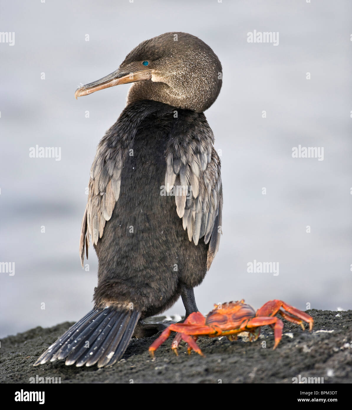 L'Équateur. Cormoran aptère et Sally Lightfoot Crab sur Fernanadina Island dans les îles Galapagos. Banque D'Images