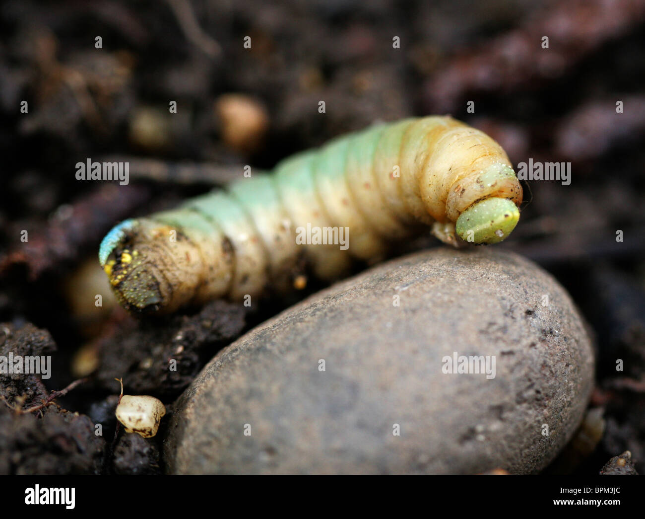 Lime Hawk-moth Caterpillar, Mimas tiliae, Sphinginae, Bombycoidea, lépidoptères. Sur le point de se nymphoser. Banque D'Images